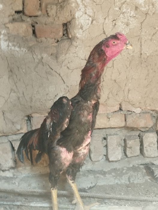 Dakan xoʻrozlar sotiladi