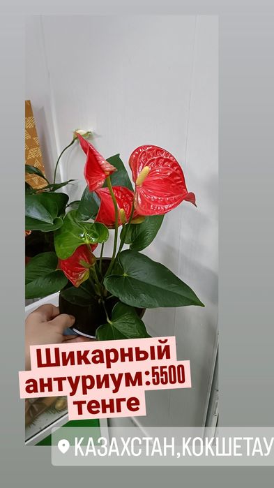 Антуриум:5500 тенге