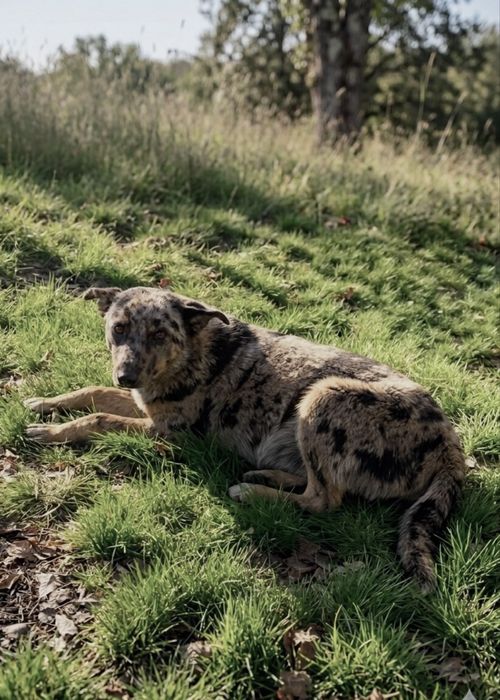 Собака девочка в добрые руки