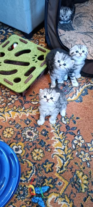 Котята шотландцы