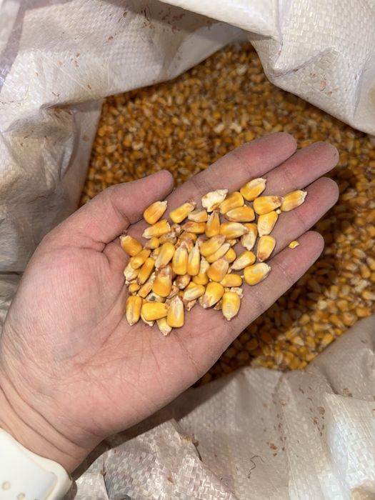 Продам кормовую кукурузу