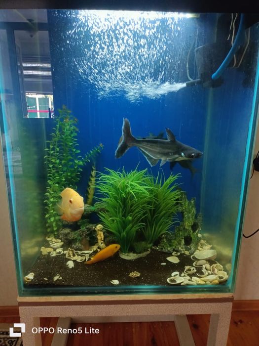 Аквариум с рыбками.