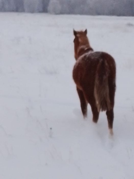 Продам кобылу.