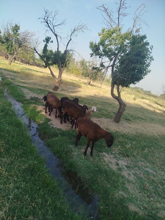 Срочно кайлар сотилади сони 11 та 4 та кочкор 7 та кой койлар бугоз