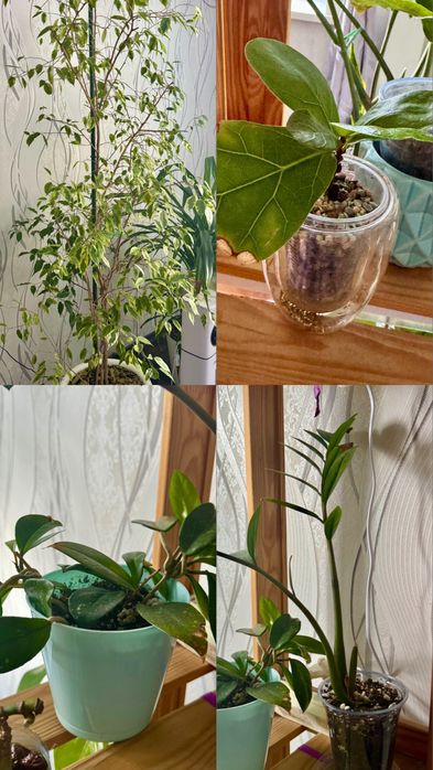 Продам цветы срочно