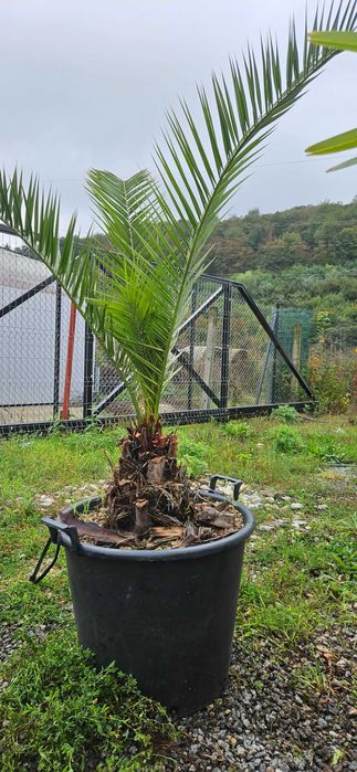 Palmieri maturi in ghiveci mare