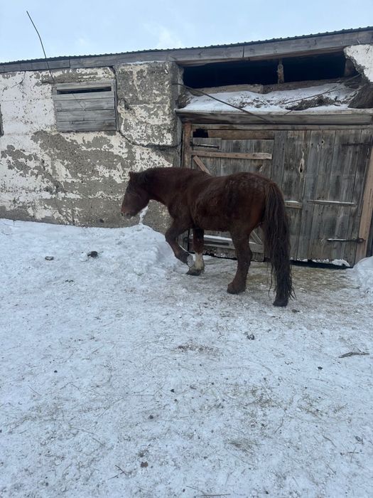 Продам Айгыр тяж