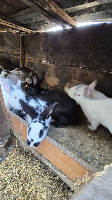 Продам кроликов.