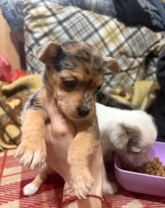 Четири малки здрави кученца