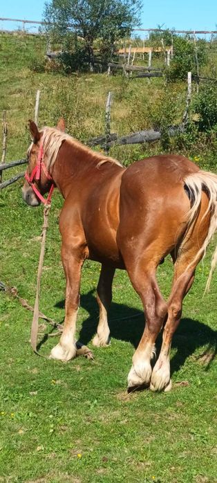 Manz de vanzare 2 ani