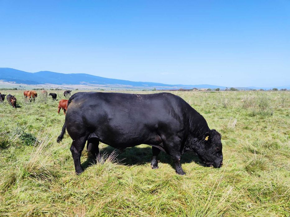 Aberdeen Angus Tauri reproducție