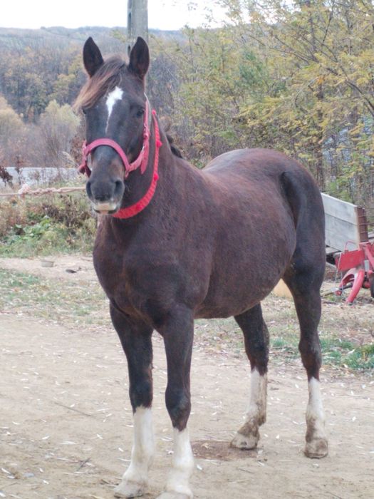 De vânzare iapă de 6 ani