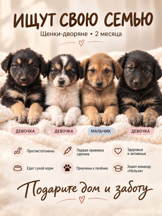 Щенки ищут семью