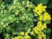 Деревои Любви. Аихризон