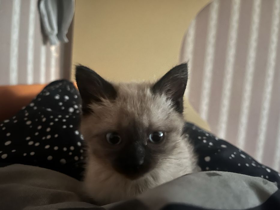 Сиамский котенок, девочка