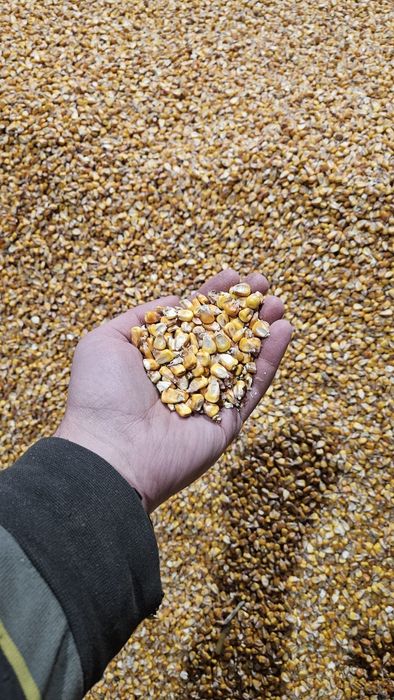 Porumb boabe; umiditate 15-16%; an 2025