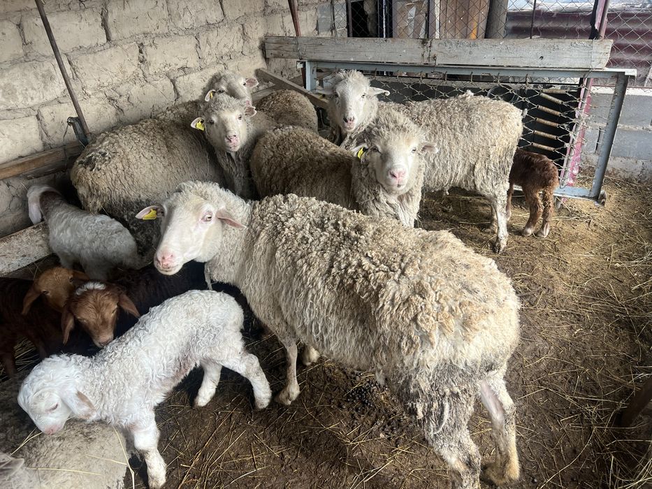 Қозылы қойлар сатылады