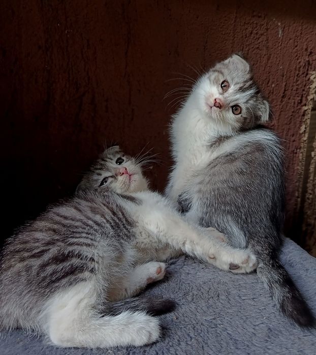 Котята вислоушки