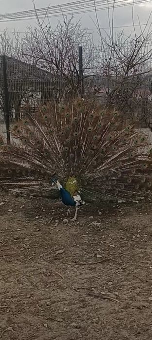 Pene de paun diferite culori