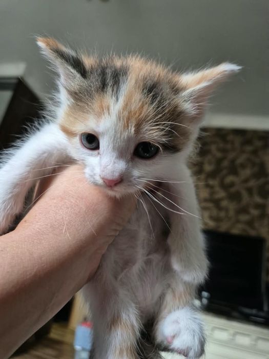 котята красивые, послушные