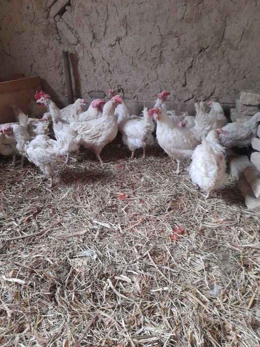 Ломан сендий товуклари сотилади