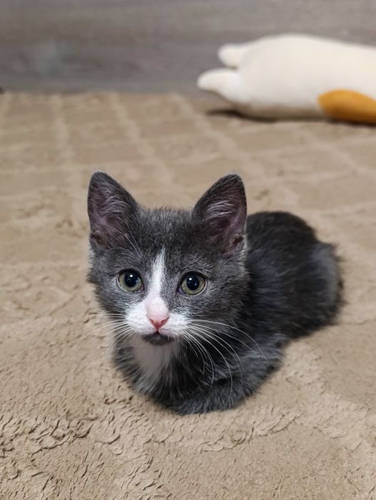 Котёночек в добрые руки