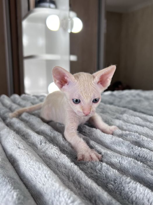 Продается котенок сфинкс