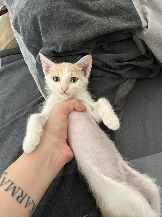 Ласковый котенок в добрые руки