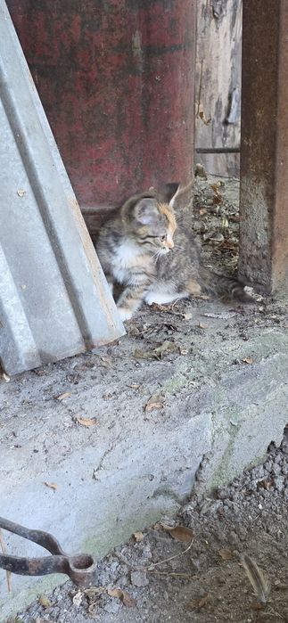 Трехцветный котенок