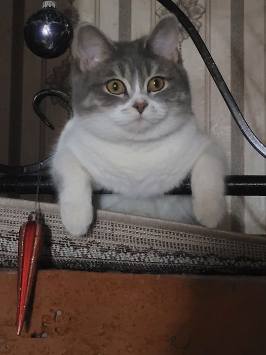 Кошки 2 шт одам в хорошие руки