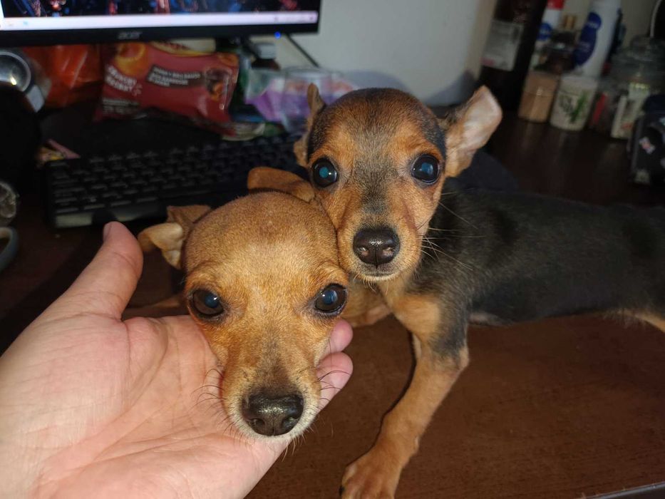 Мъжки мини пинчер