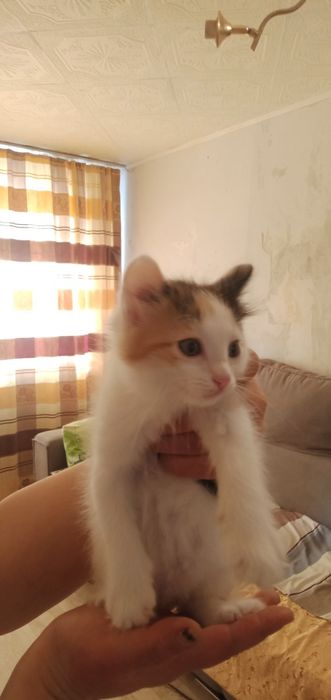 Котята.отдам в добрые ручки
