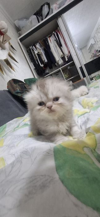 Продаются котята скотишь страйт,фолд.