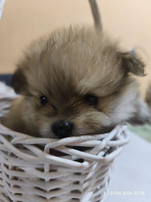 Продам щенков шпица