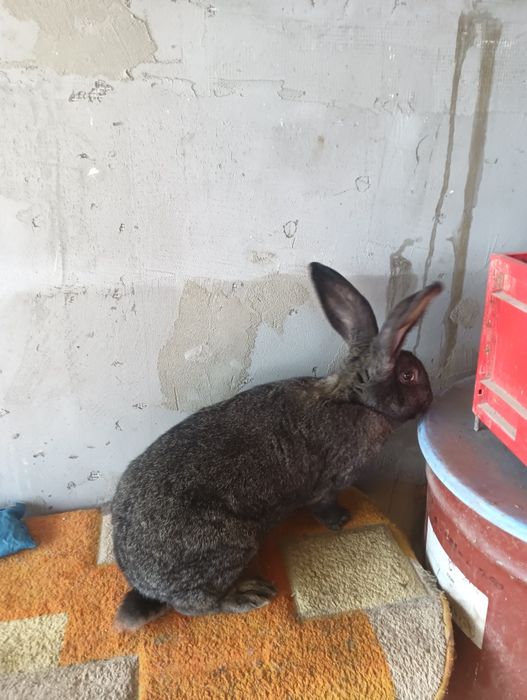 Vând iepuri  talie mare și mica