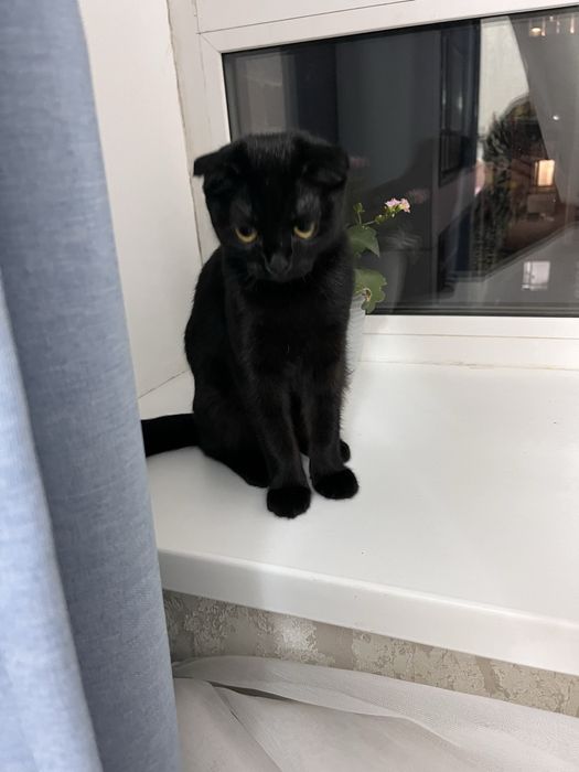 Котенок 5 мес девочка