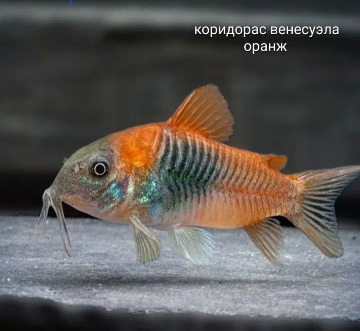 Коридорас венесуэла оранж