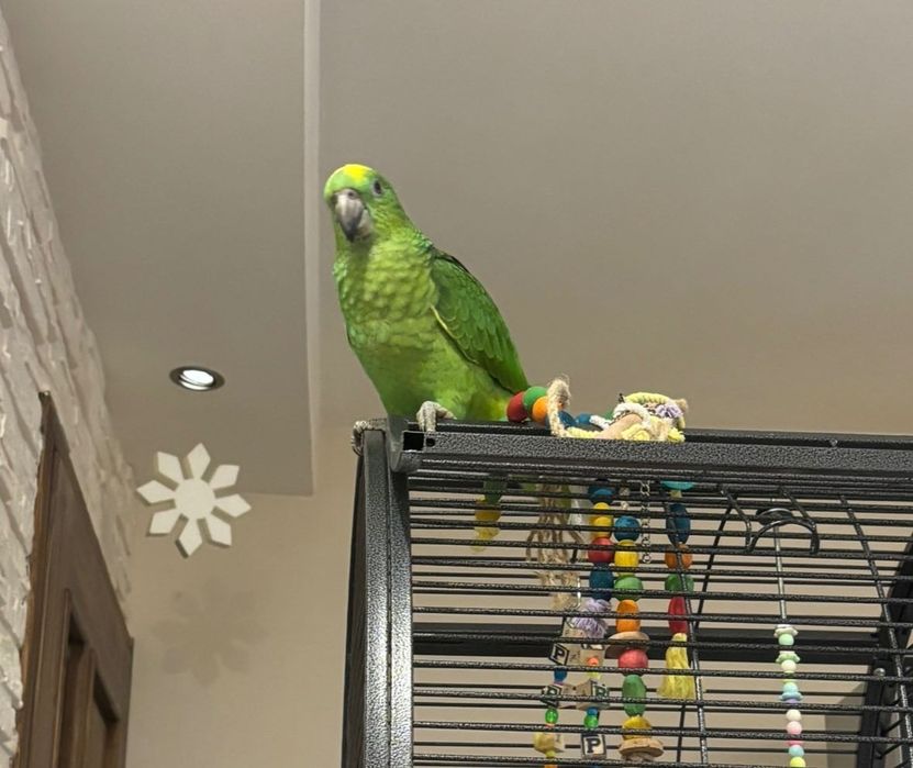 Синьочела амазона