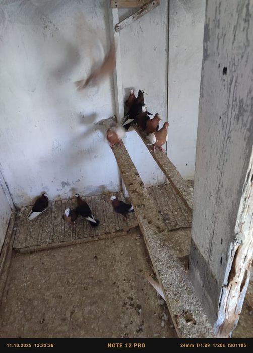 Голуби попы снегири белокрылые кептер