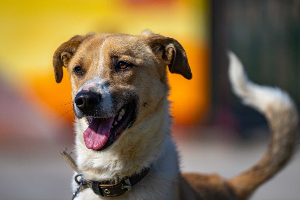 Собака (4 года) в добрые руки