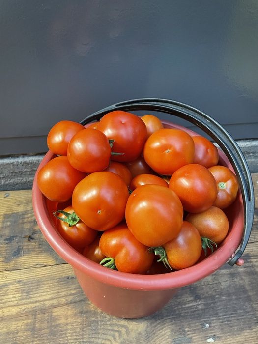 Продам дачные помидоры