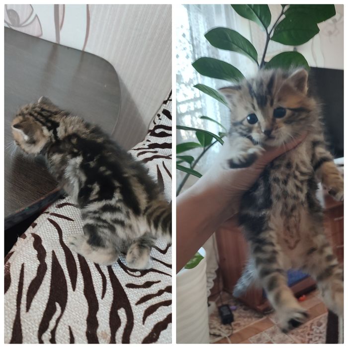 Отдам котят в добрые руки