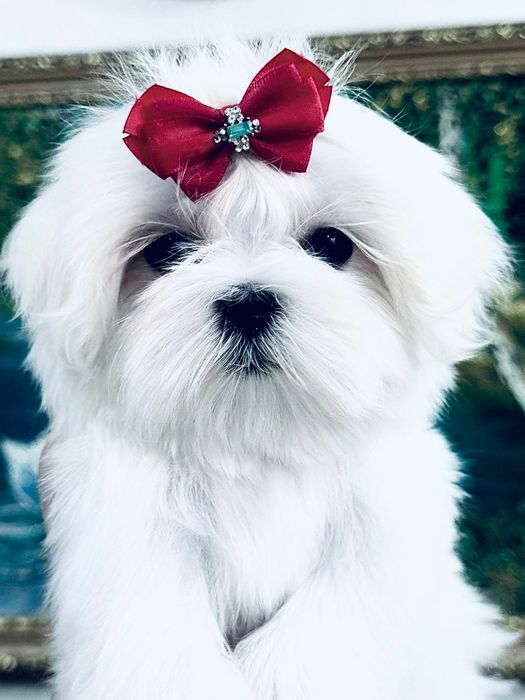 Мальтезе девочки