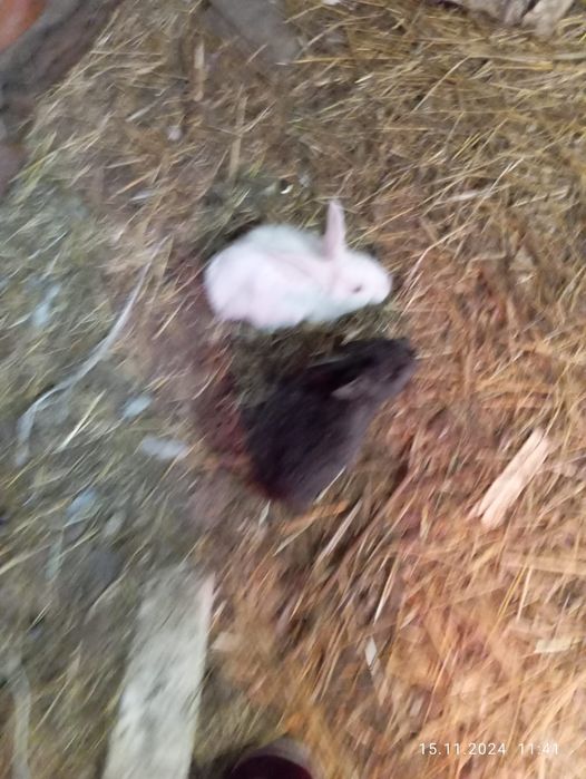 Готовятся на продажу кролики