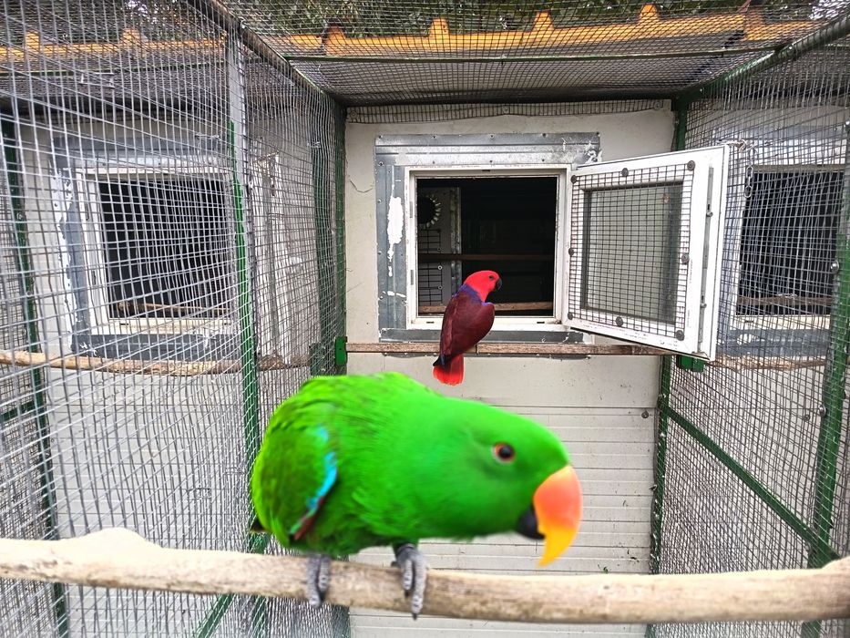 Papagali Eclectus, 3 perechi reproducatori, 2022 - 2023