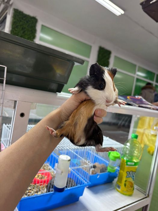 Кролики декоративные