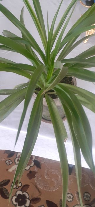 Продам комнатные цветы