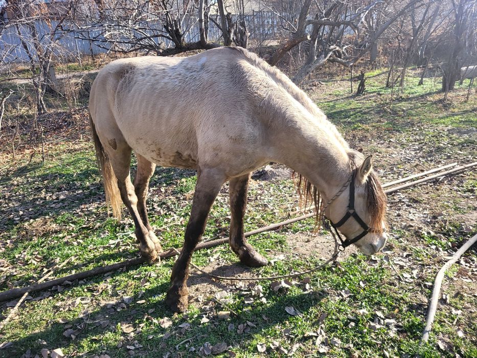 Мугалжар айғыр 6 лет