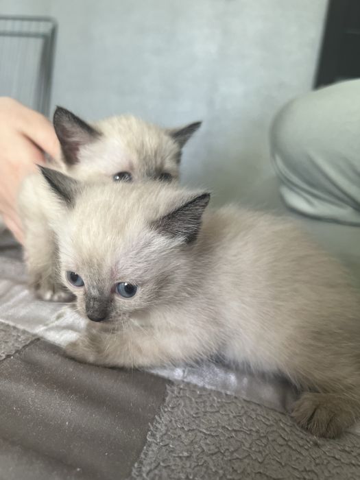 Котята - в добрые руки