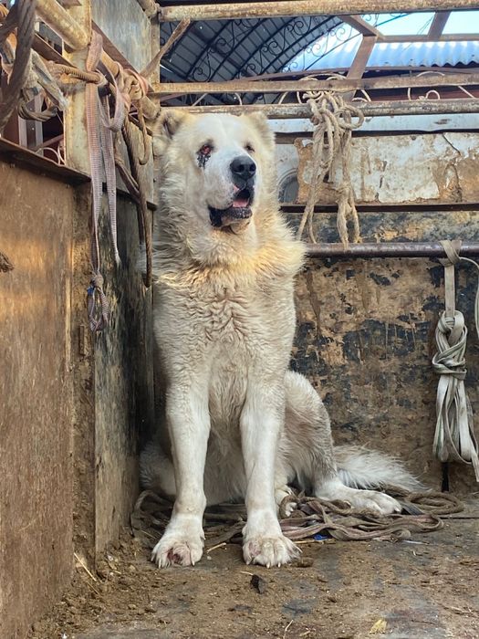 тобет кушик 1 аилык